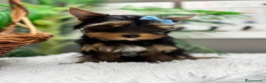 Yorkshire Terrier 1