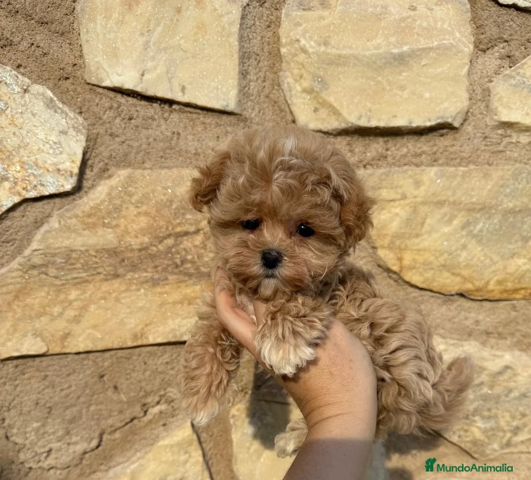 Maltipoo perros en venta: Maltipoo tacita de té Macho  - Anuncio 7