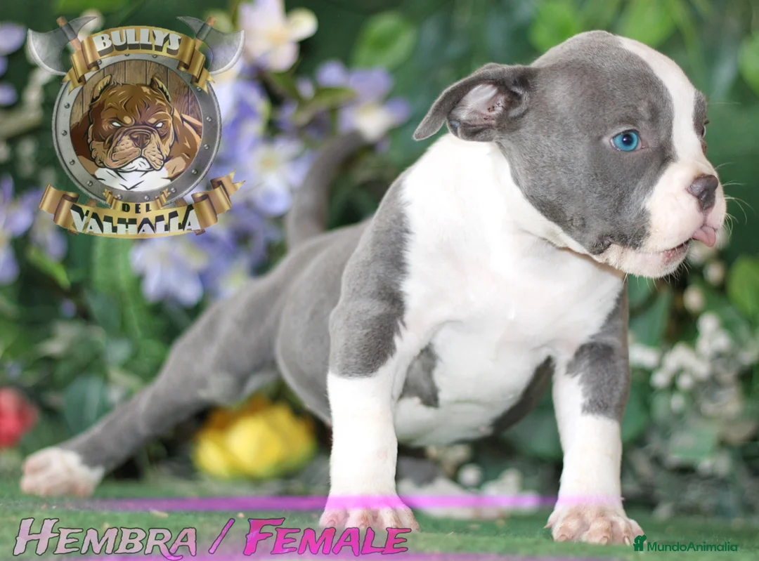 American Bully perros en venta: AMERICAN BULLY CRIADORES 622414793 (SOLO LLAMADAS) en Sevilla - Anuncio 2