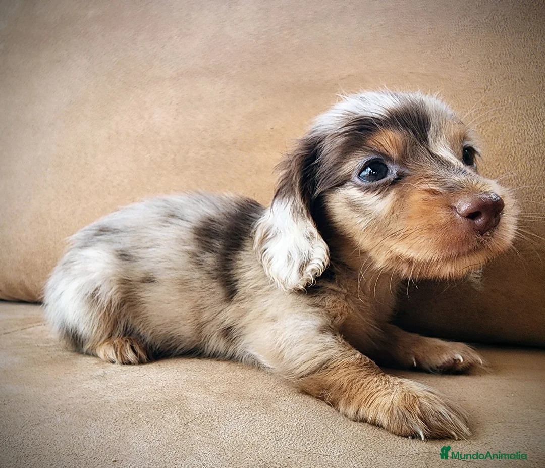 Teckel perros en venta: Teckel kanichen pelo largo precio real - Anuncio 1