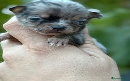 Chihuahua perros en venta: Cachorros Chihuahua toy cabeza manzana - Imagen 4