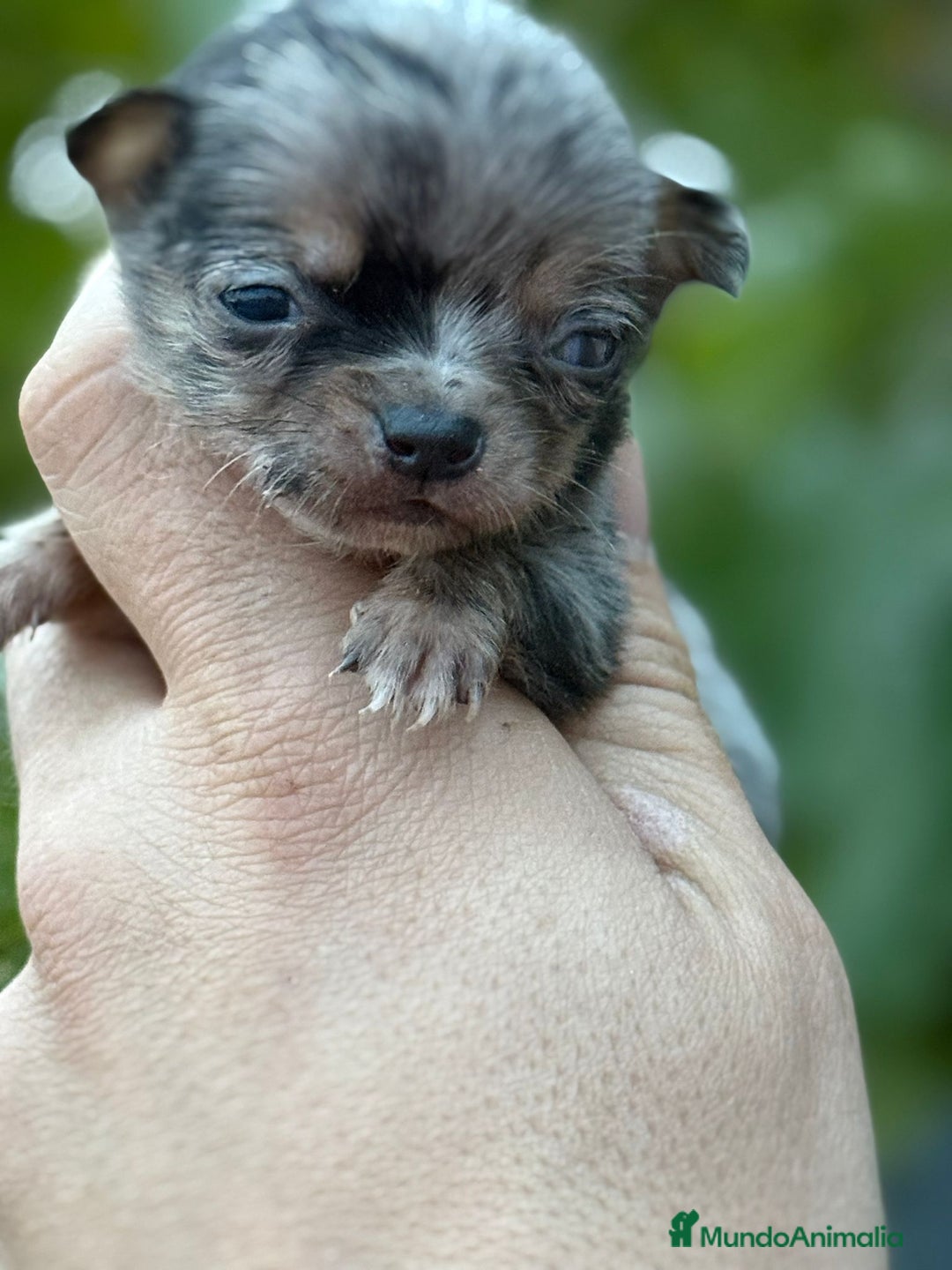 Chihuahua perros en venta: Cachorros Chihuahua toy cabeza manzana - Imagen 4