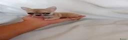 Chihuahua perros en venta: PRECIOSOS CHIHUAHUA RUSO Y ASIÁTICO  - Anuncio 16