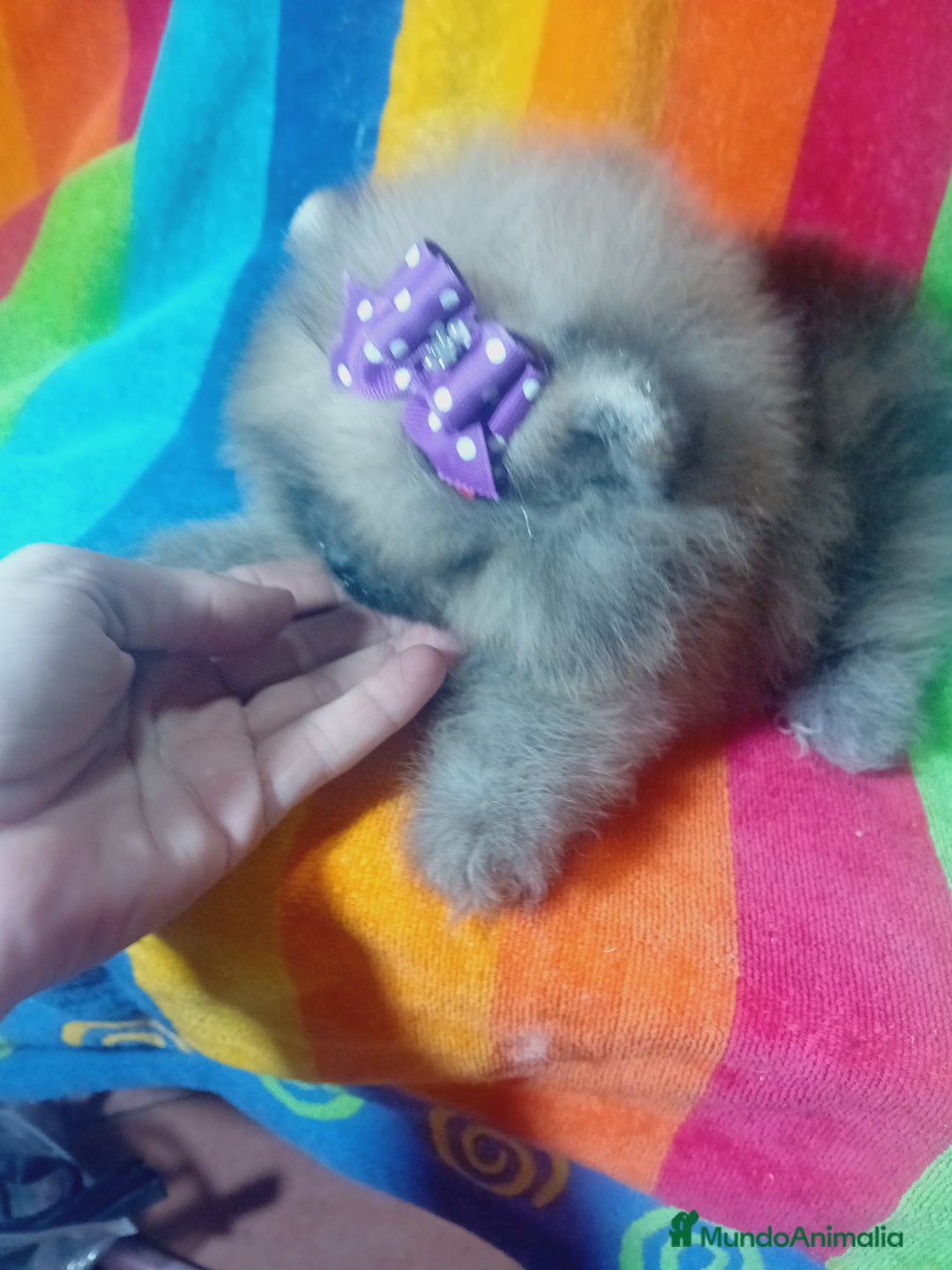 Pomerania perros en venta: Pomerania ositos exóticos 🩵🩵🩵 - Imagen 8