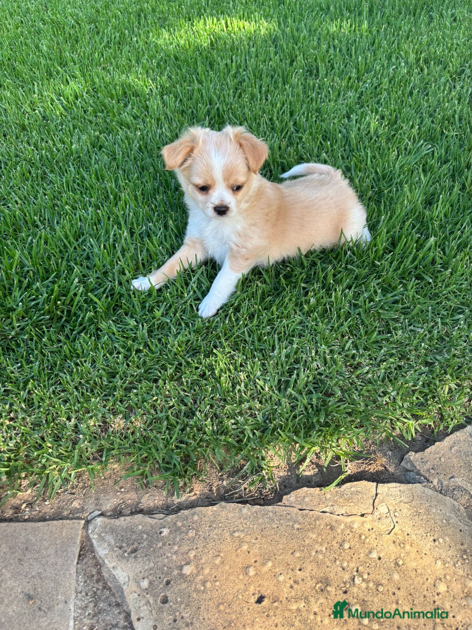 Chihuahua perros Preciso chichuahua pelo largo  - Anuncio 4