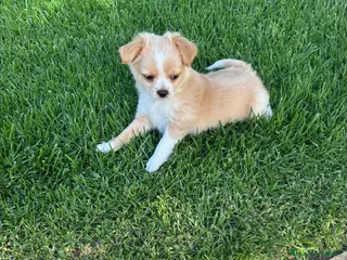 Chihuahua perros Preciso chichuahua pelo largo - Anuncio 4