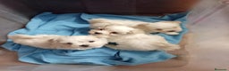 Bichón Maltés perros en venta: Bichón maltes - Anuncio 5