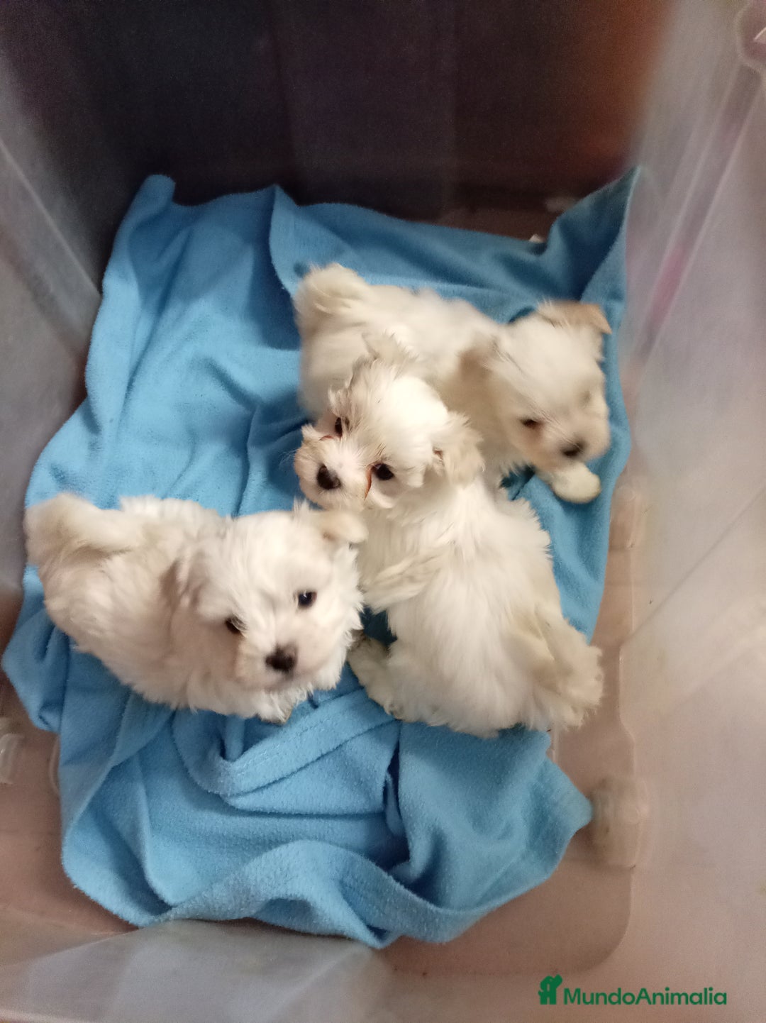 Bichón Maltés perros en venta: Bichón maltes - Anuncio 5