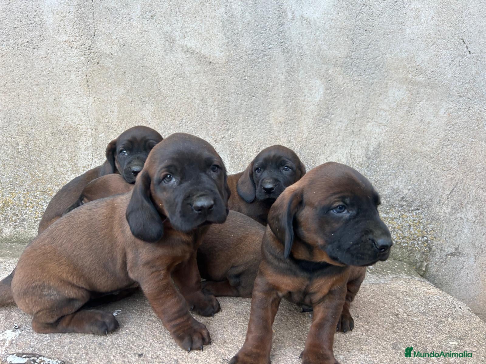 Sabueso de Sangre de Baviera perros SABUESO DE BAVIERA  - Anuncio 1