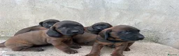 Sabueso de Sangre de Baviera perros en venta: SABUESO DE BAVIERA  - Anuncio 1
