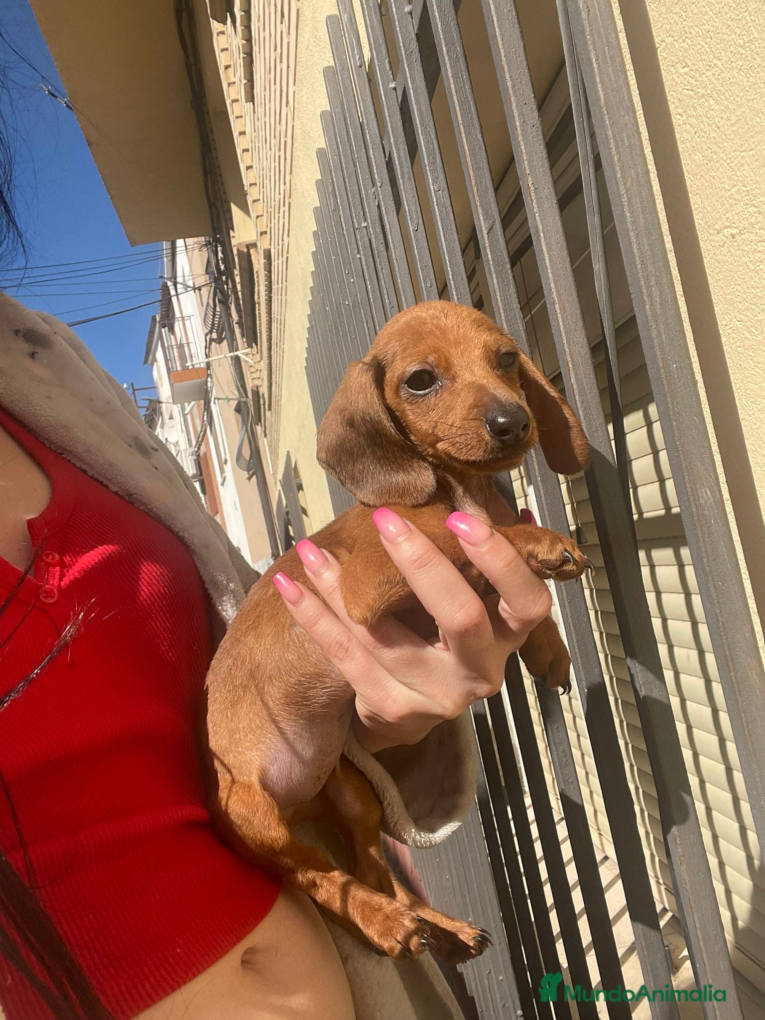 Teckel Miniatura perros Teckel miniatura  - Anuncio 9