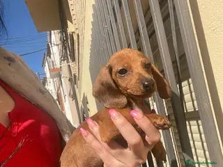 Teckel Miniatura perros Teckel miniatura - Anuncio 9