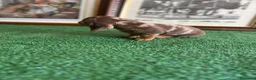Teckel Miniatura perros en venta: Cachorra mini arlequín chocolate  - Anuncio 4