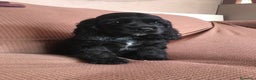 Cocker Spaniel Inglés perros en venta: 🐶 CAMADA DE COCKER NEGRO 🐶 - Anuncio 1