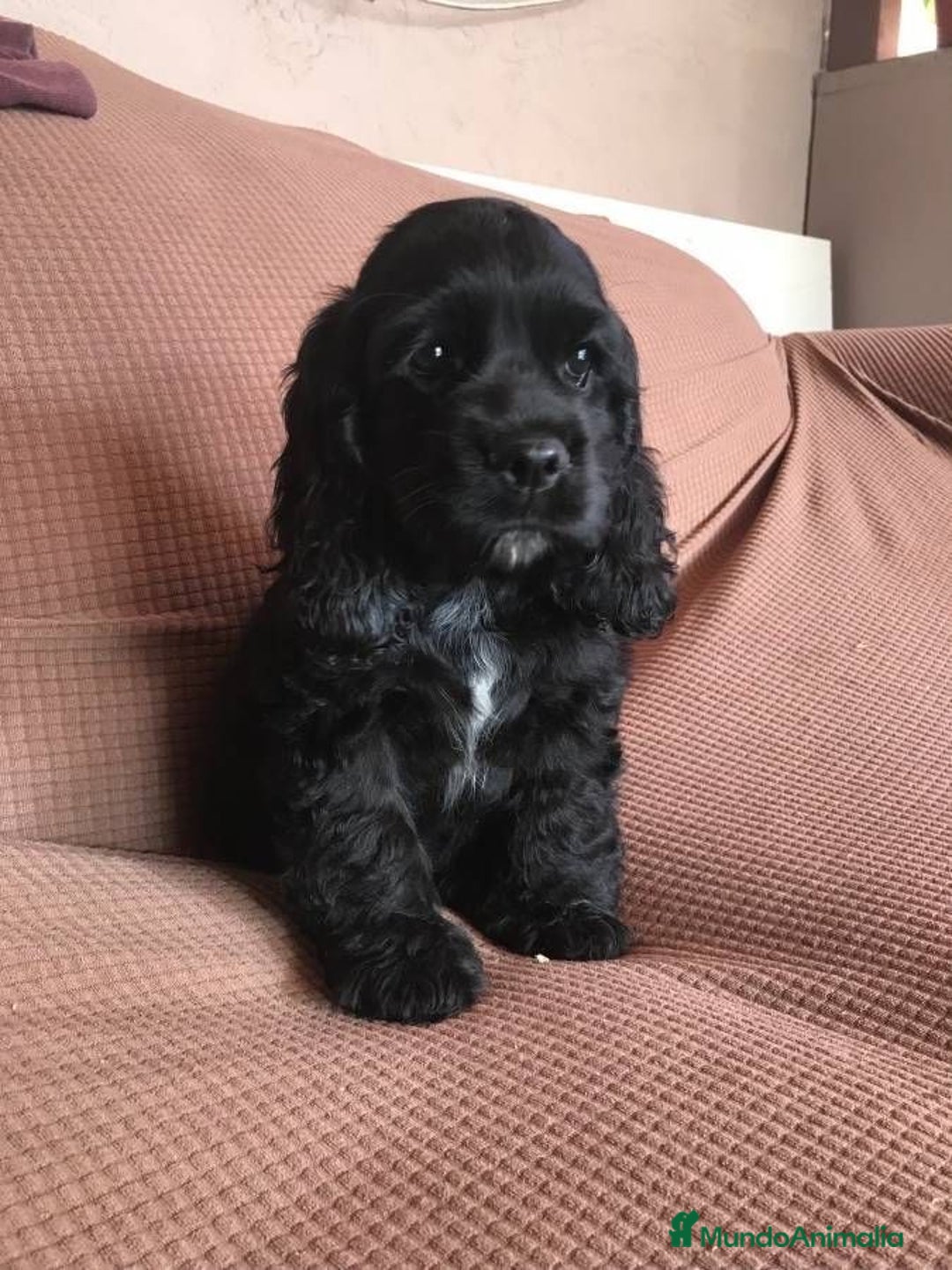 Cocker Spaniel Inglés perros en venta: 🐶 CAMADA DE COCKER NEGRO 🐶 - Anuncio 1