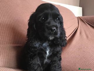 Cocker Spaniel Inglés perros 🐶 CAMADA DE COCKER NEGRO 🐶 - Anuncio 30
