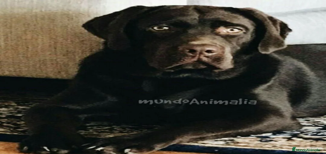 Imagen de galería {{count}}