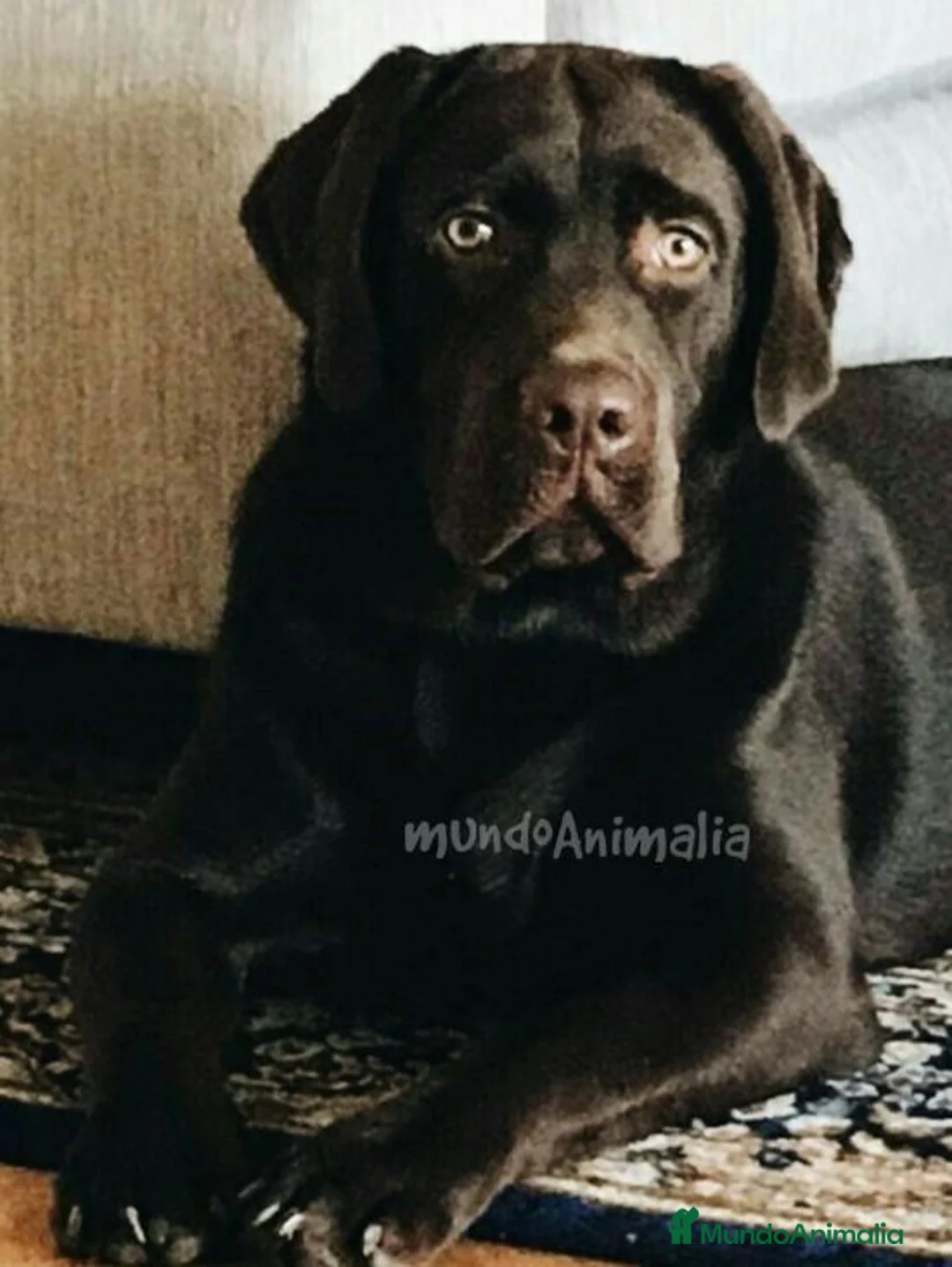 Imagen de galería {{count}}