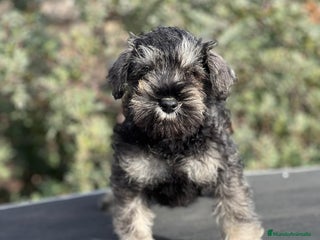 Schnauzer Miniatura perros en Barcelona - Anuncio 16