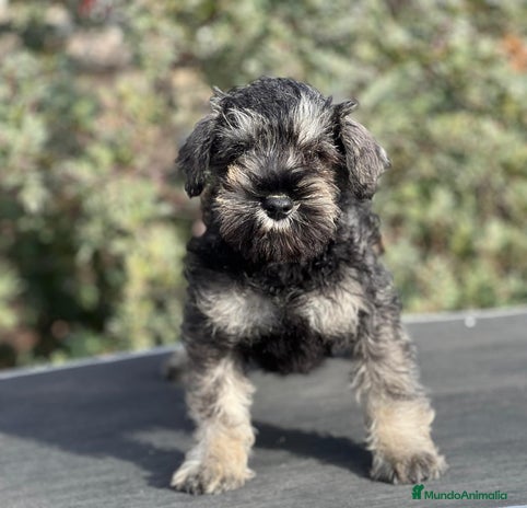 Schnauzer Miniatura perros en Barcelona - Anuncio 16