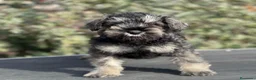 Schnauzer Miniatura perros en venta: SCHNAUZER MINIATURA SAL Y PIMIENTA en Barcelona - Anuncio 1