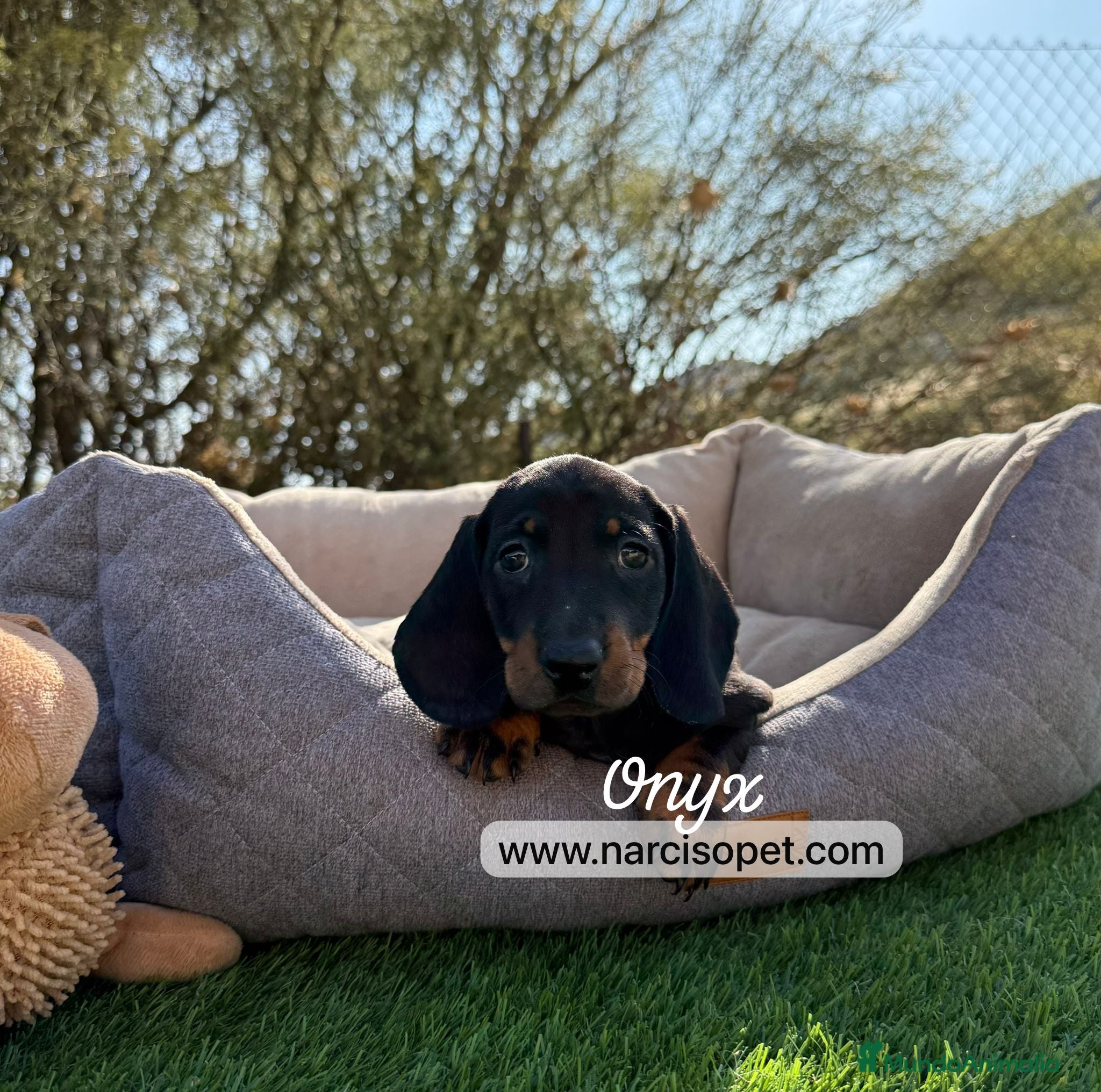 Teckel Miniatura perros TECKEL NEGRO FUEGO - Anuncio 13