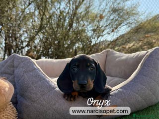 Teckel Miniatura perros TECKEL NEGRO FUEGO - Anuncio 15