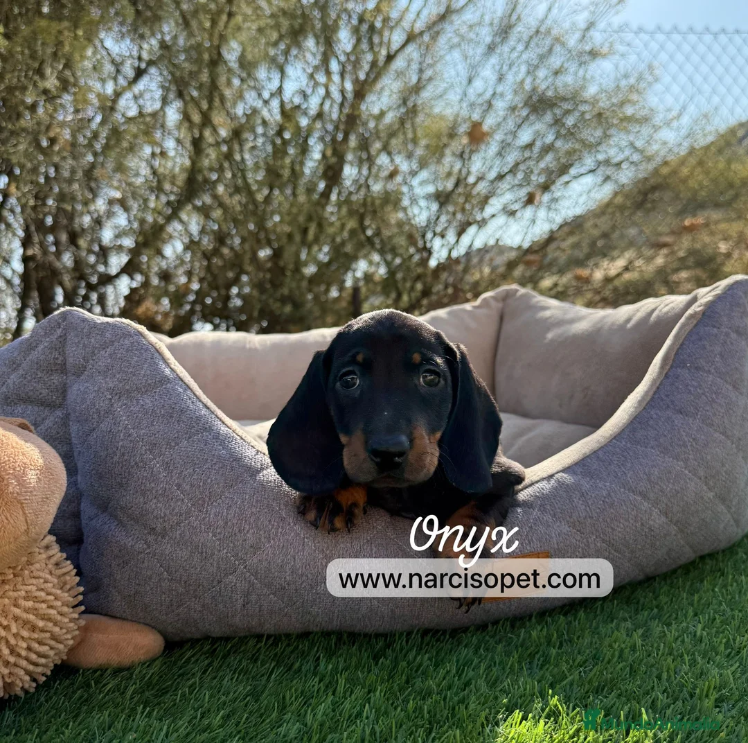 Teckel Miniatura perros en venta: TECKEL NEGRO FUEGO - Anuncio 1