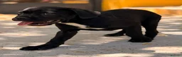 Cane Corso perros en venta: Cane corso negro  - Anuncio 3