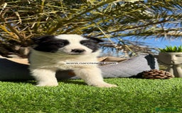 Border Collie perros en venta: BEBE DE BORDER COLLIE BLANCO - Imagen 4