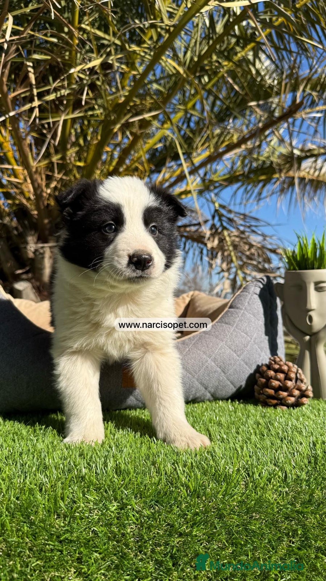 Border Collie perros en venta: BEBE DE BORDER COLLIE BLANCO - Imagen 4