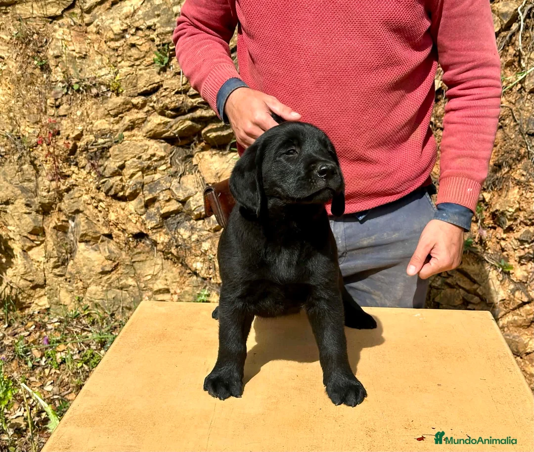 Labrador Retriever perros en venta: PRECIOSO CACHORRO LABRADOR NEGRO. - Anuncio 1