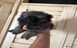 Pomerania perros en venta: Lulus de Pomerania hembras  - Imagen 2