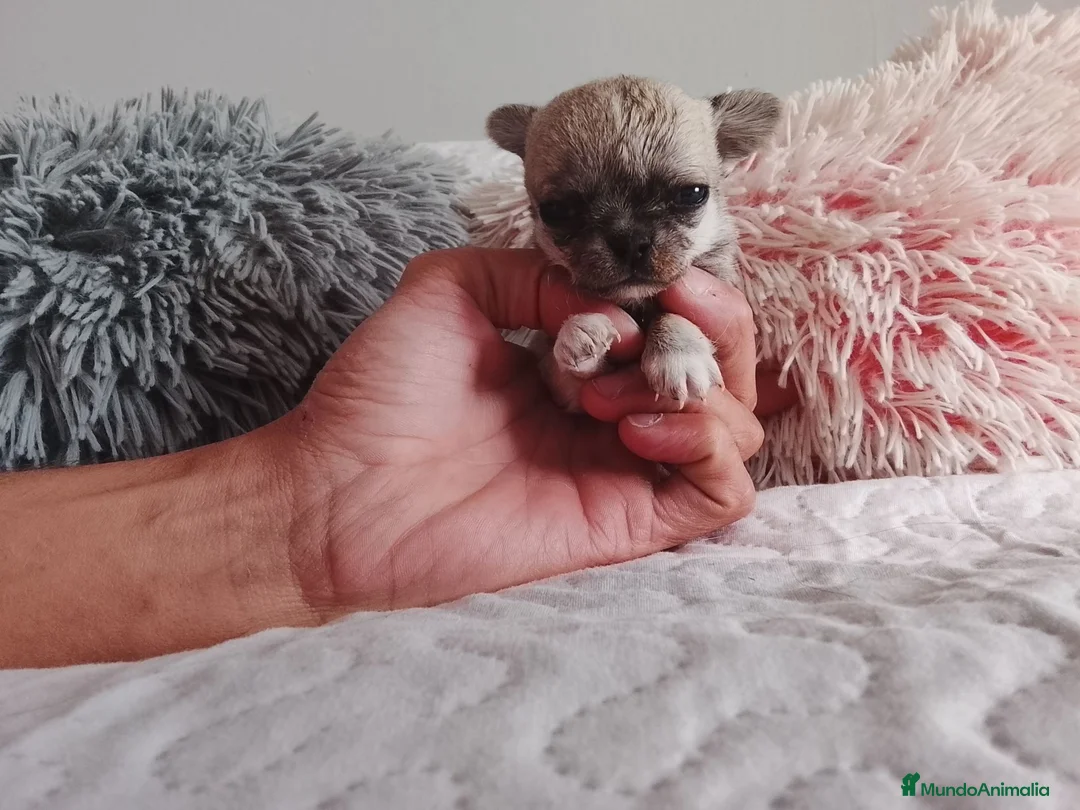 Chihuahua perros en venta: 🐶 Preciosa cachorra Chihuahua de pura raza 🐶 - Anuncio 3
