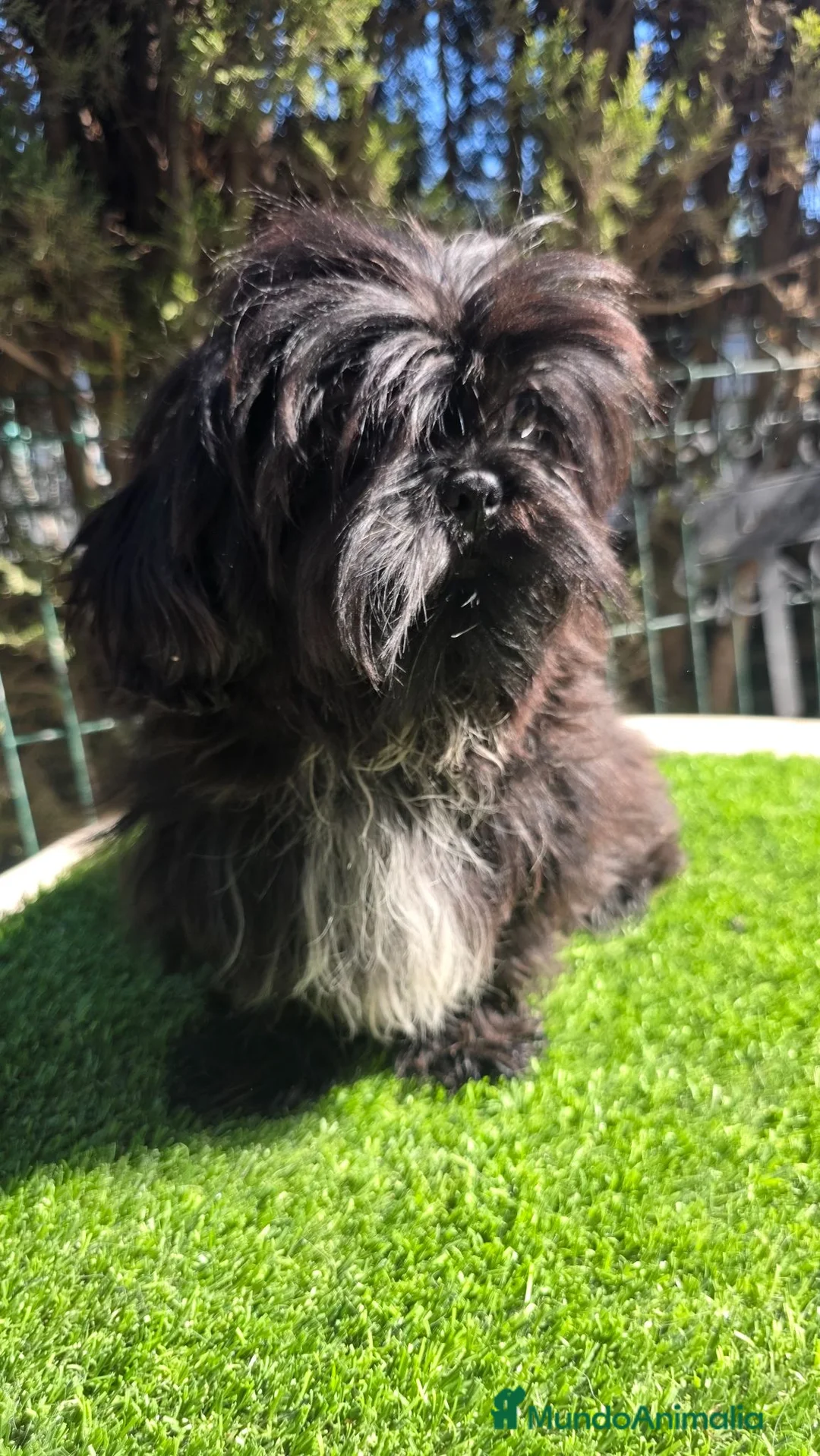 Shih Tzu perros en venta: Shih-Tzu Mini Imperial .Calidad Premium Exclusivos - Anuncio 2
