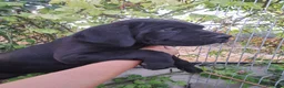 Cane Corso perros en venta: Cane Corso  - Anuncio 2