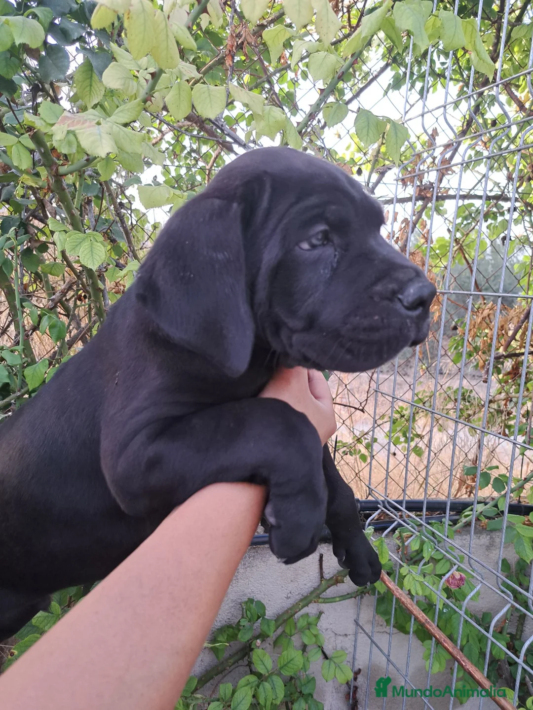 Cane Corso perros en venta: Cane Corso  - Anuncio 2