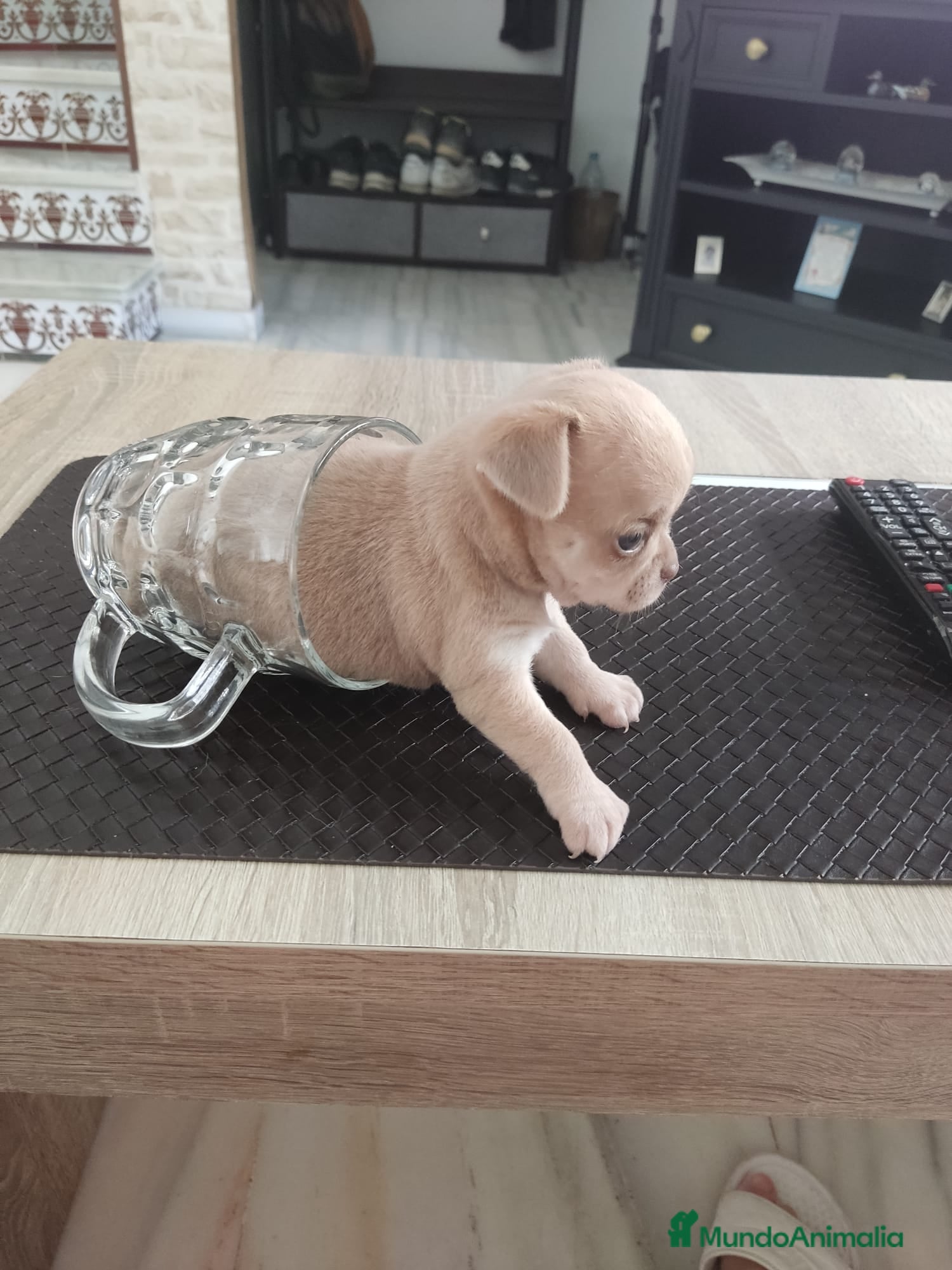 Chihuahua perros en venta: Disponible Chihuahuas Rusos Machos - Anuncio 5