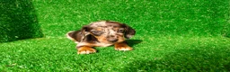 Teckel Miniatura perros en venta: Teckel miniatura  - Anuncio 11