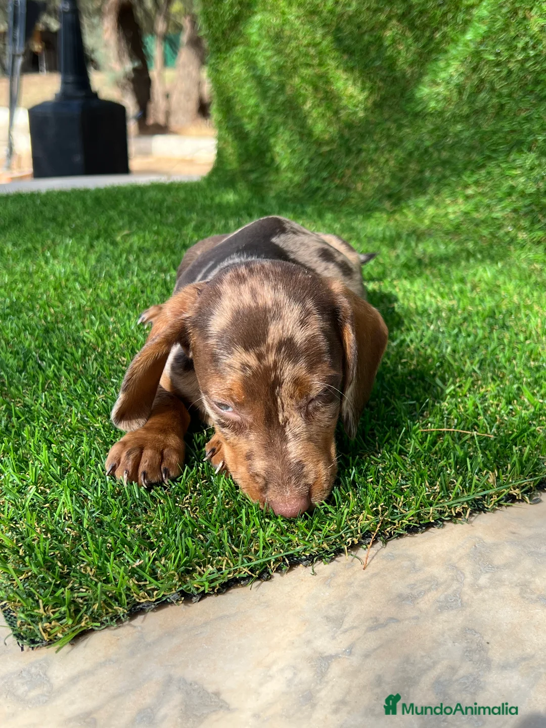 Teckel Miniatura perros en venta: Teckel MADRID !!  en Ciudad Real - Anuncio 6