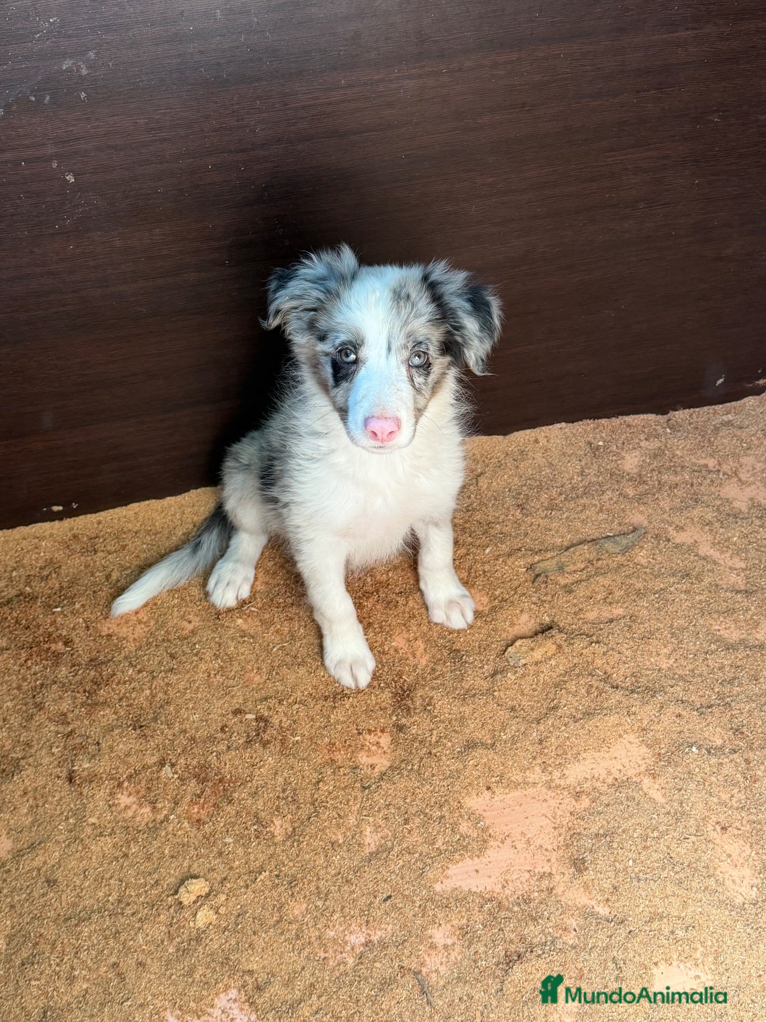 Border Collie perros Borde collie  - Anuncio 1