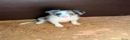 Border Collie perros en venta: Borde collie  - Anuncio 1