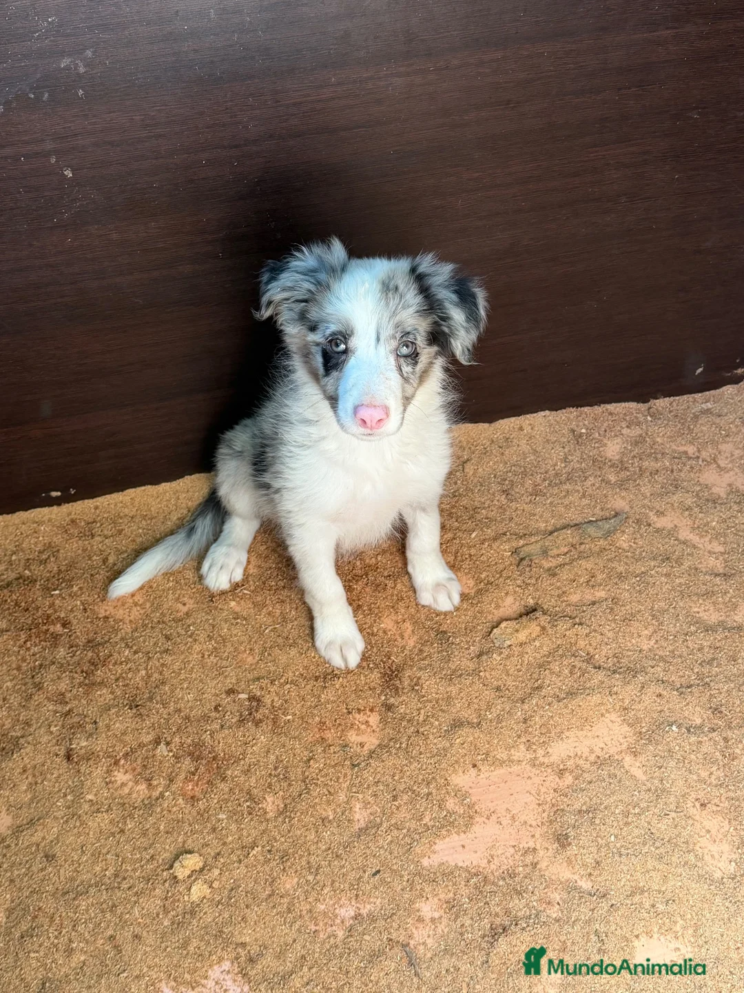 Border Collie perros en venta: Borde collie  - Anuncio 1