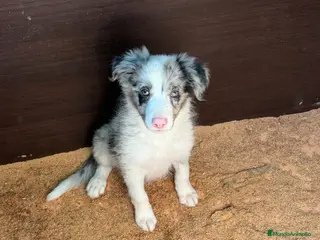 Border Collie perros Borde collie - Anuncio 6
