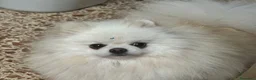 Pomerania perros en venta: Pomerania - Anuncio 1
