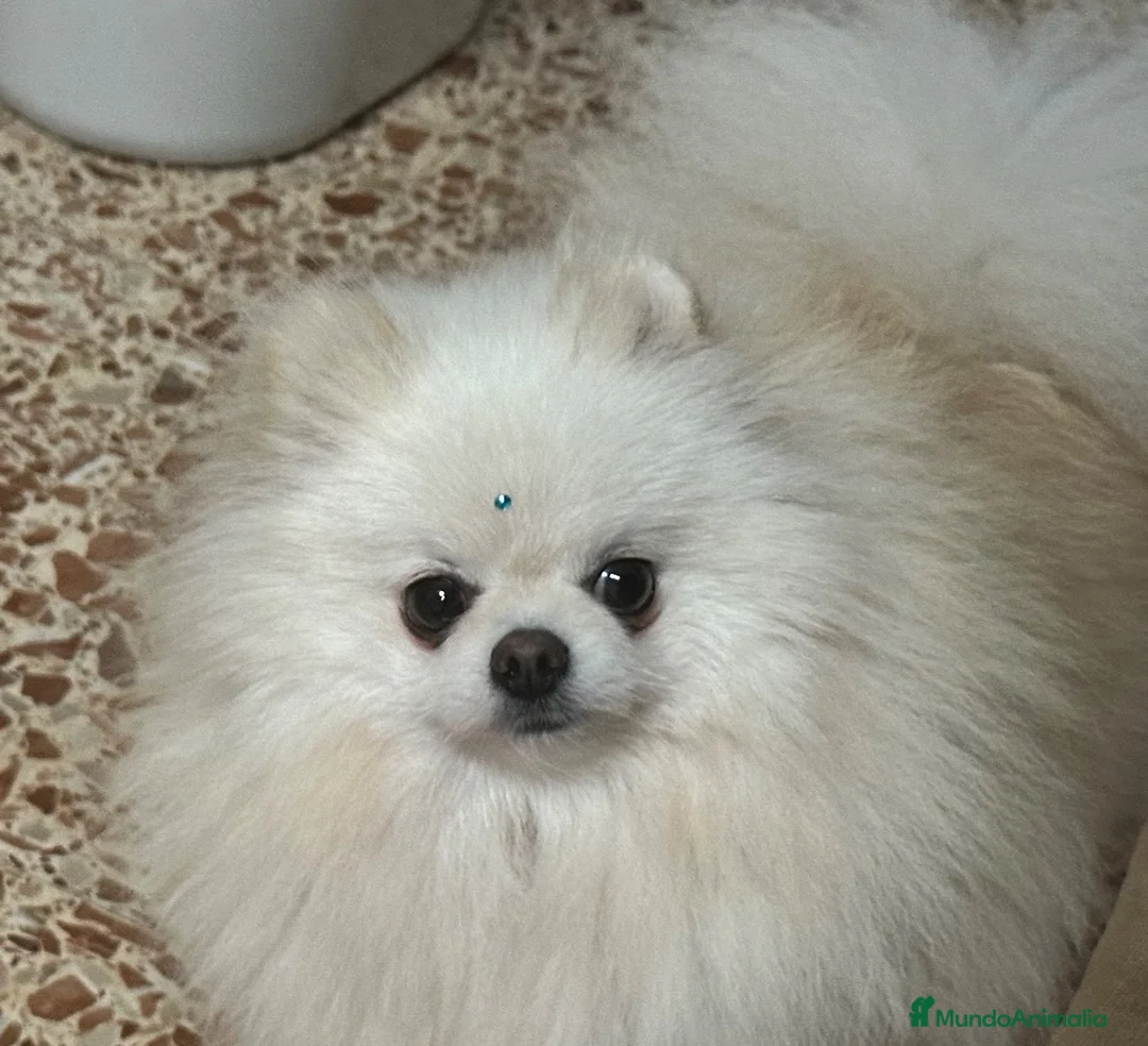 Pomerania perros en venta: Pomerania - Anuncio 1