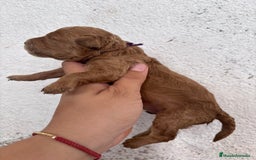 Caniche Enano perros en venta: Caniche enano pequeño  - Imagen 2