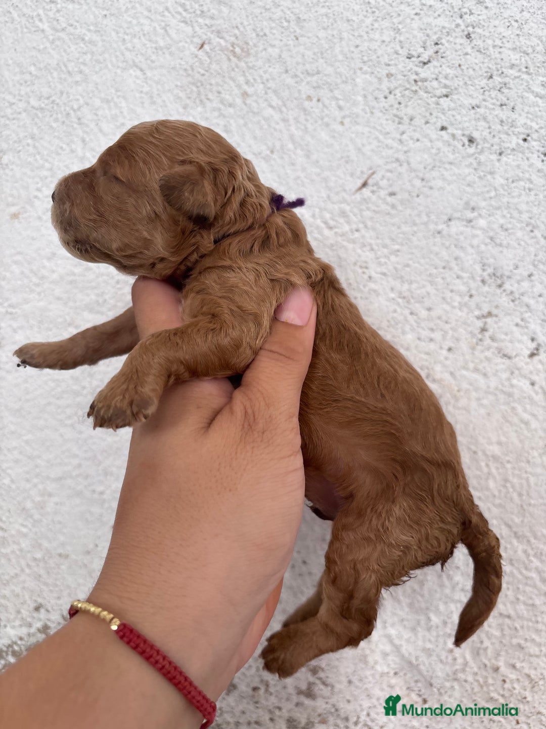 Caniche Enano perros en venta: Caniche enano pequeño  - Imagen 2