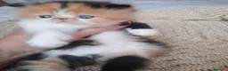 Persa gatos en venta: 💝 GATITOS PERSAS E HIMALAYOS ✨ - Anuncio 4