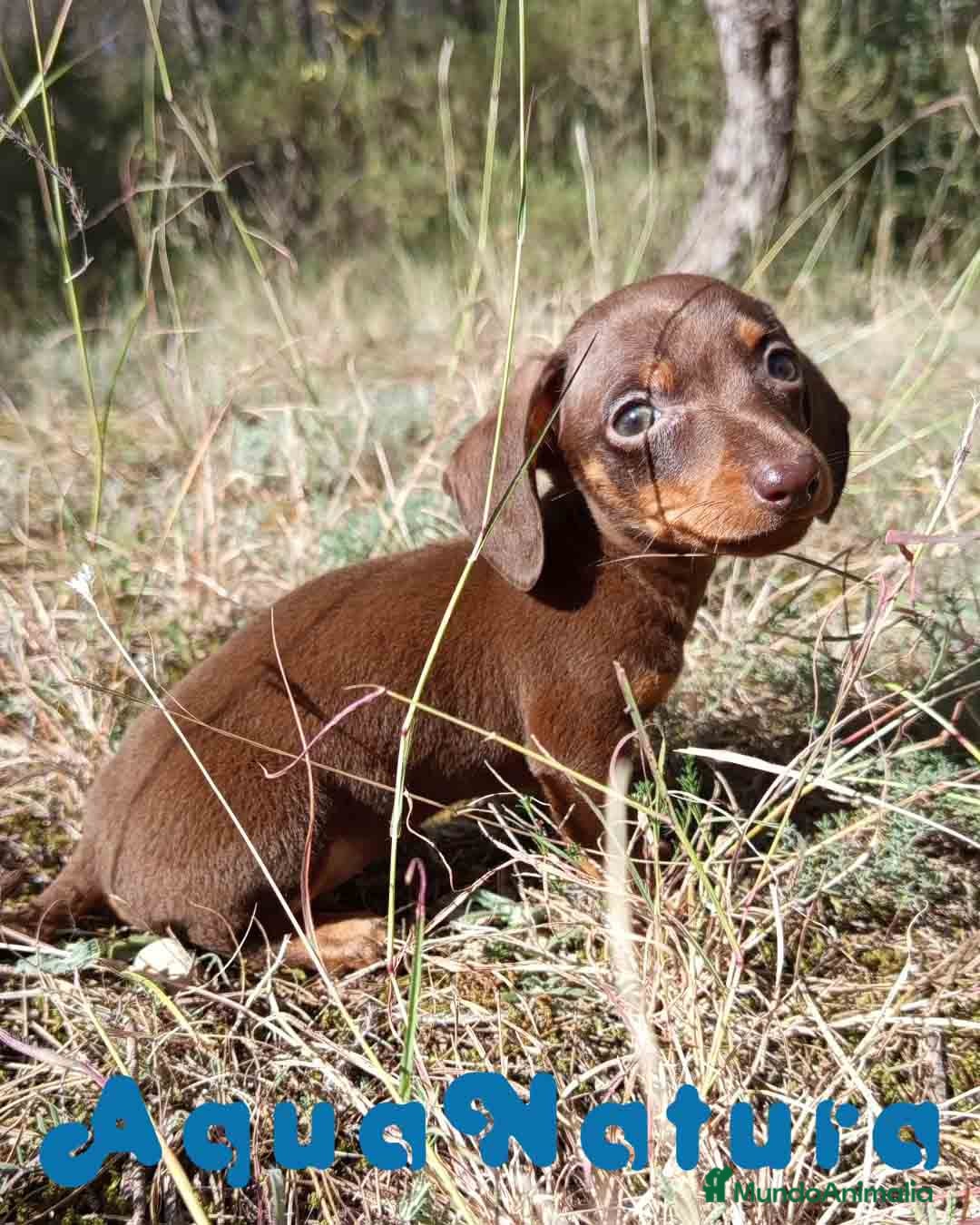 Teckel Miniatura perros Teckel Macho 2 de Lena AQUANATURA - Anuncio 15